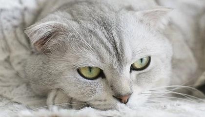 荷兰没想到，中国把美国打怕了，听指令强抢中资后