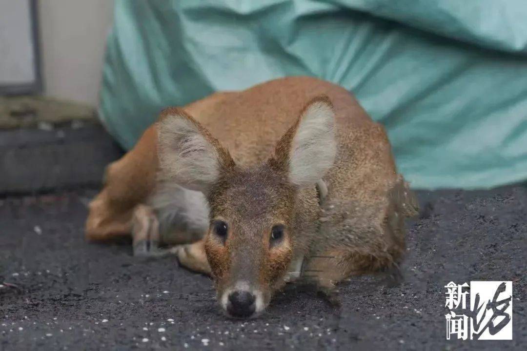 上海惊现越狱者！从浦东游20公里到崇明，身份查清让网友惊掉下巴