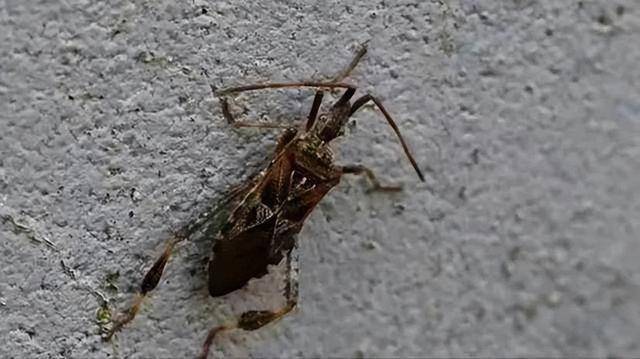 警惕!大连发现一种高危害性入侵昆虫……