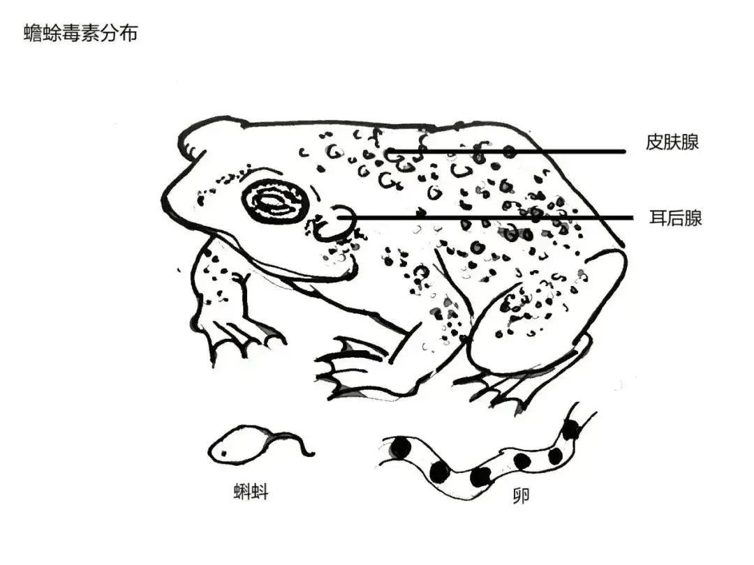 已致1人死亡!紧急提醒:有剧毒,别碰