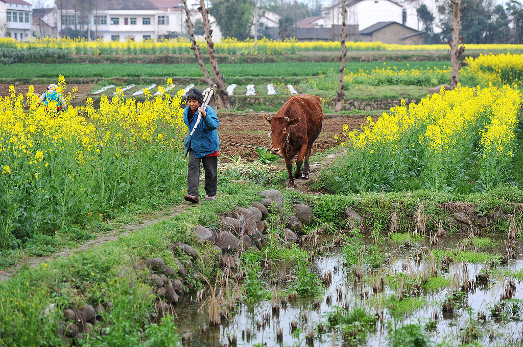 农村啃老现象抬头?更悲哀的是大部分年轻人无老可啃