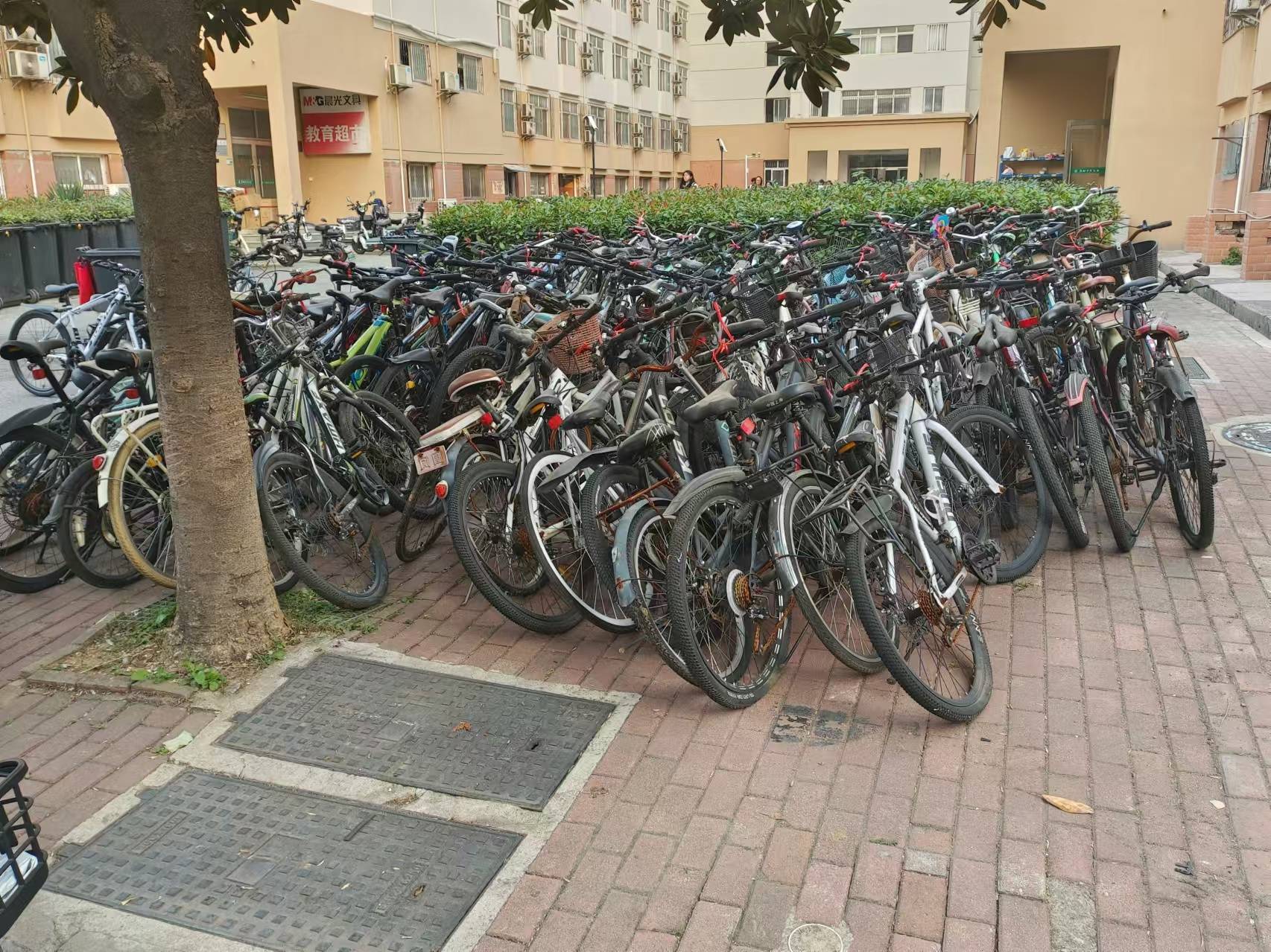 华农学生清理320多辆校园废旧车，为避免误清年后集中处理：预留时间给学生认领