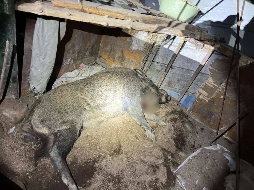 有极强攻击性！警方确认：当场击毙