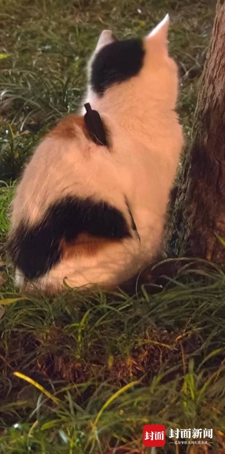 成都一流浪猫遭箭射穿身体，多人曾目睹有人射杀小动物，警方介入调查
