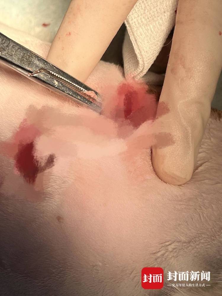 成都一流浪猫遭箭射穿身体，多人曾目睹有人射杀小动物，警方介入调查