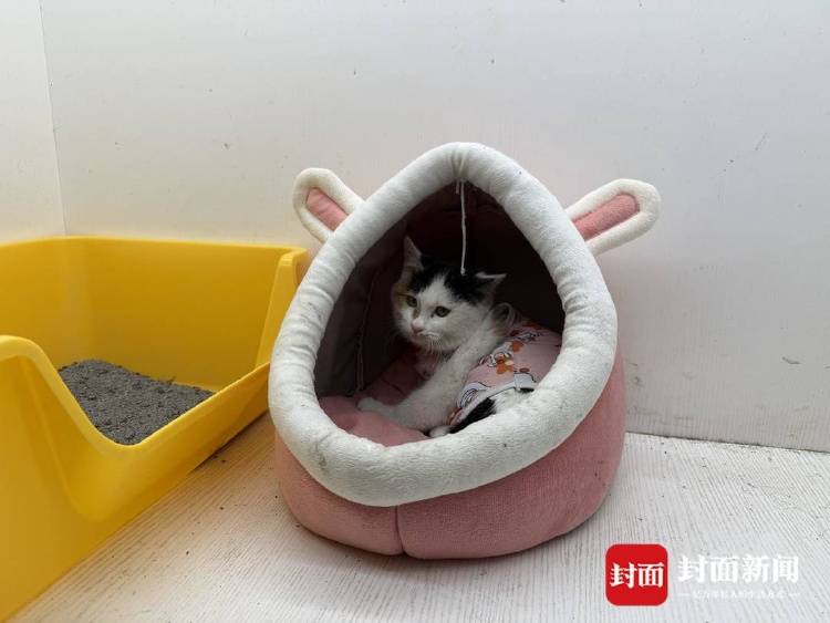 成都一流浪猫遭箭射穿身体，多人曾目睹有人射杀小动物，警方介入调查