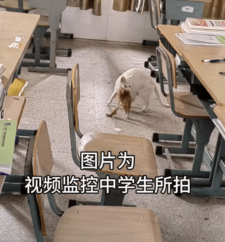 猫咪尸首分离被放课桌 调查结果：非人为