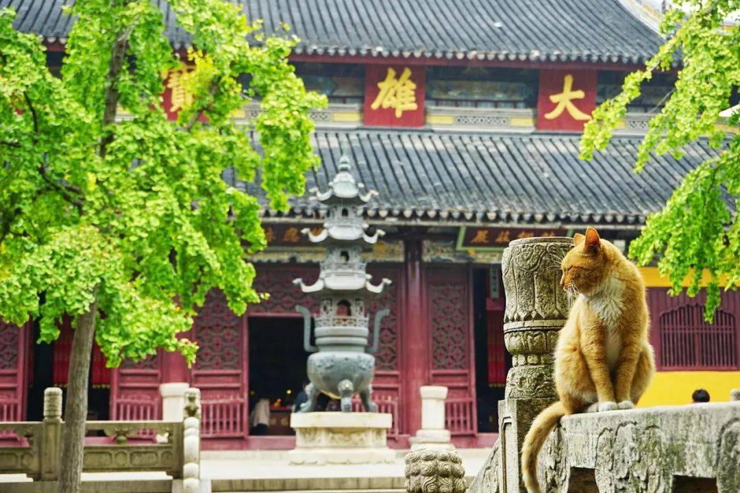 去寺庙吸猫的年轻人,把猫盘出了班味