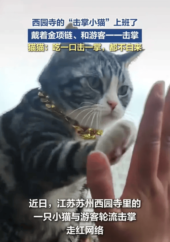去寺庙吸猫的年轻人,把猫盘出了班味