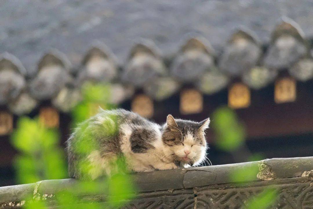 去寺庙吸猫的年轻人,把猫盘出了班味