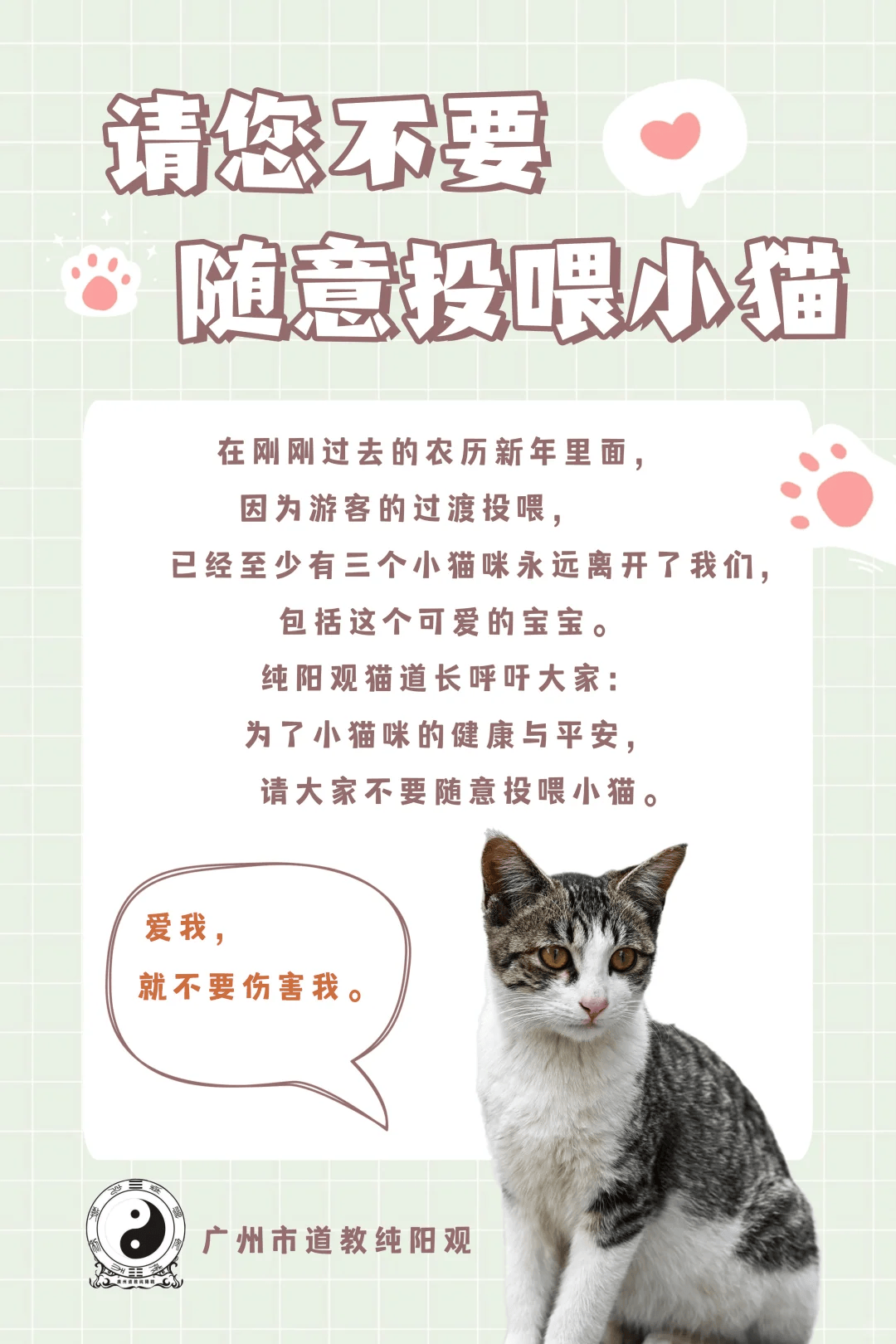 去寺庙吸猫的年轻人,把猫盘出了班味