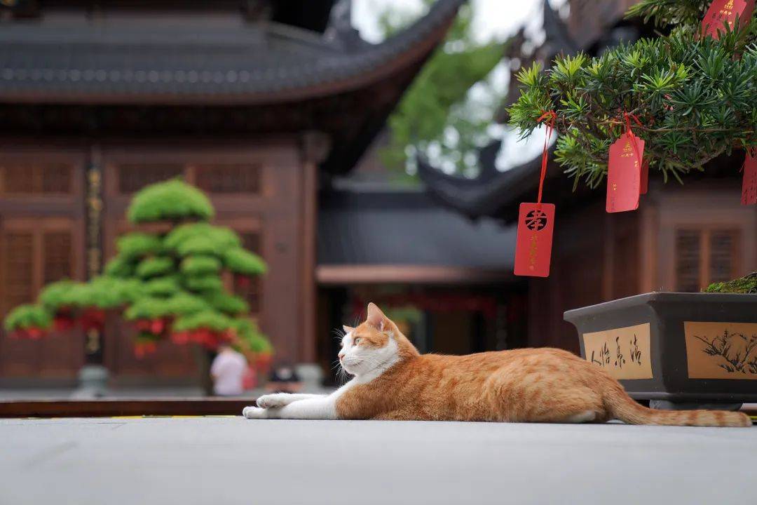 去寺庙吸猫的年轻人,把猫盘出了班味