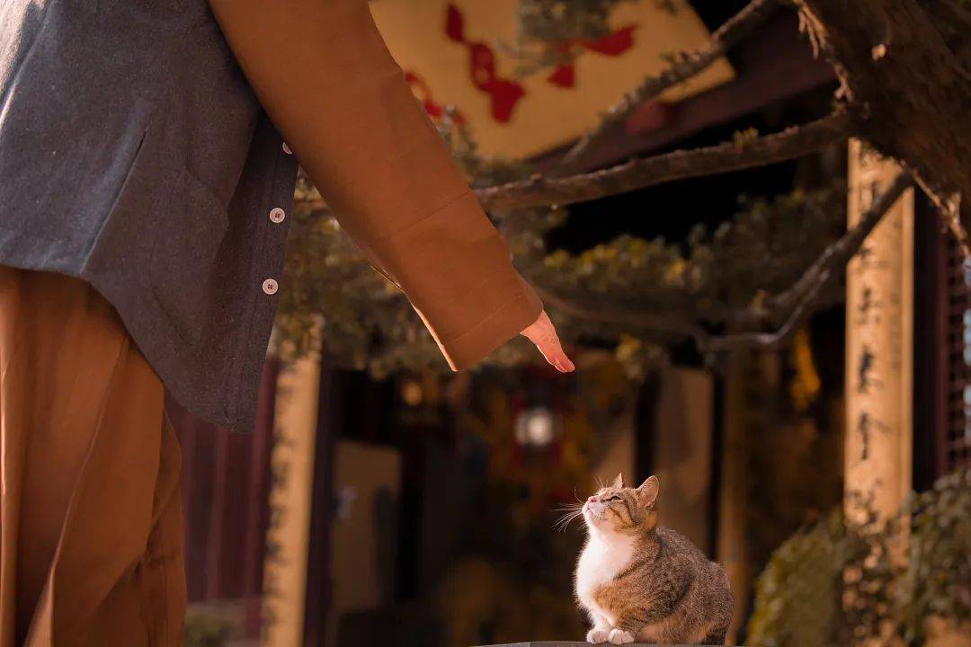 去寺庙吸猫的年轻人,把猫盘出了班味