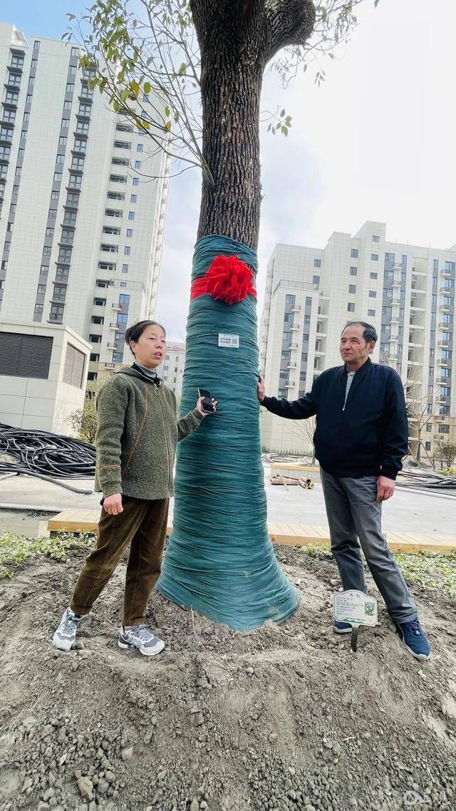 上海阿姨太开心！原拆原建马上搬回，配1600个车位，还有一个养老院…连80多棵老树都回来了