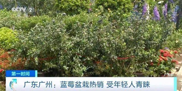 从上百元一斤到9.9元一盒，“网红水果”大降价