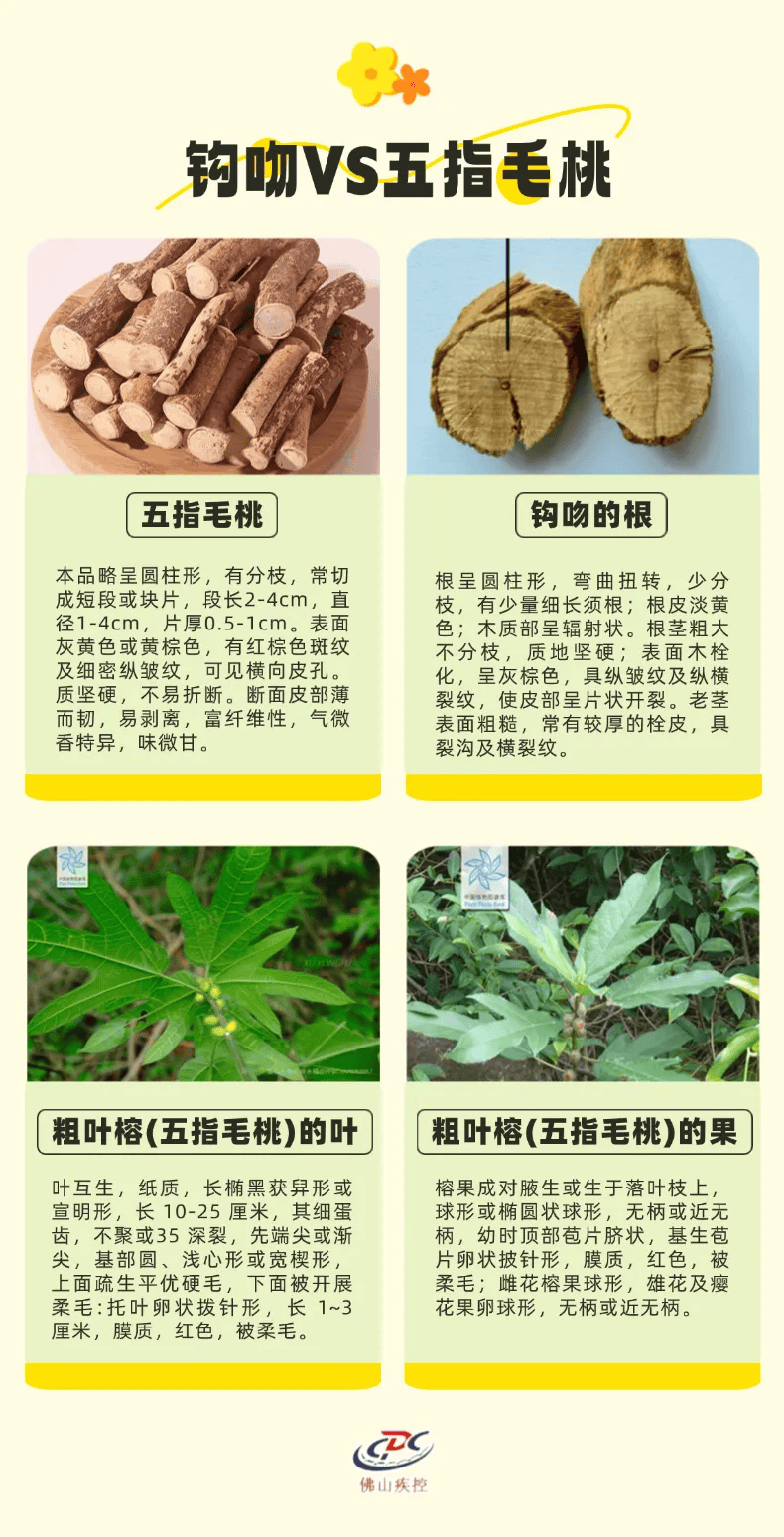 一锅汤放倒佛山一家6口 警惕：此物剧毒！