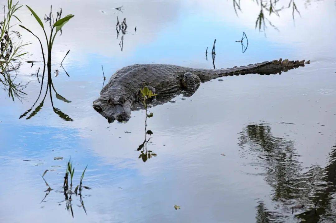 飞机迫降亚马逊鳄鱼巢穴!被鳄鱼和蛇整晚盯着,被困36小时后获救