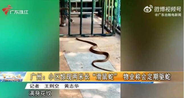 广州一小区惊现2米长滑鼠蛇 业主:对“蛇邻居”已见怪不怪