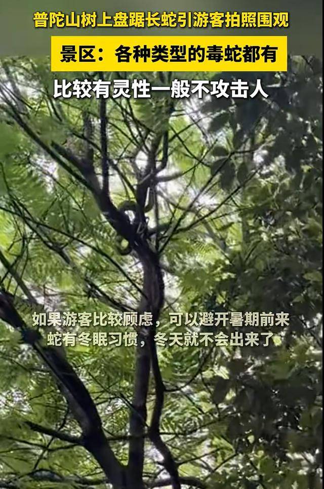 普陀山树上盘踞长蛇引游客拍照围观!景区:各种类型的毒蛇都有,一般不攻击人