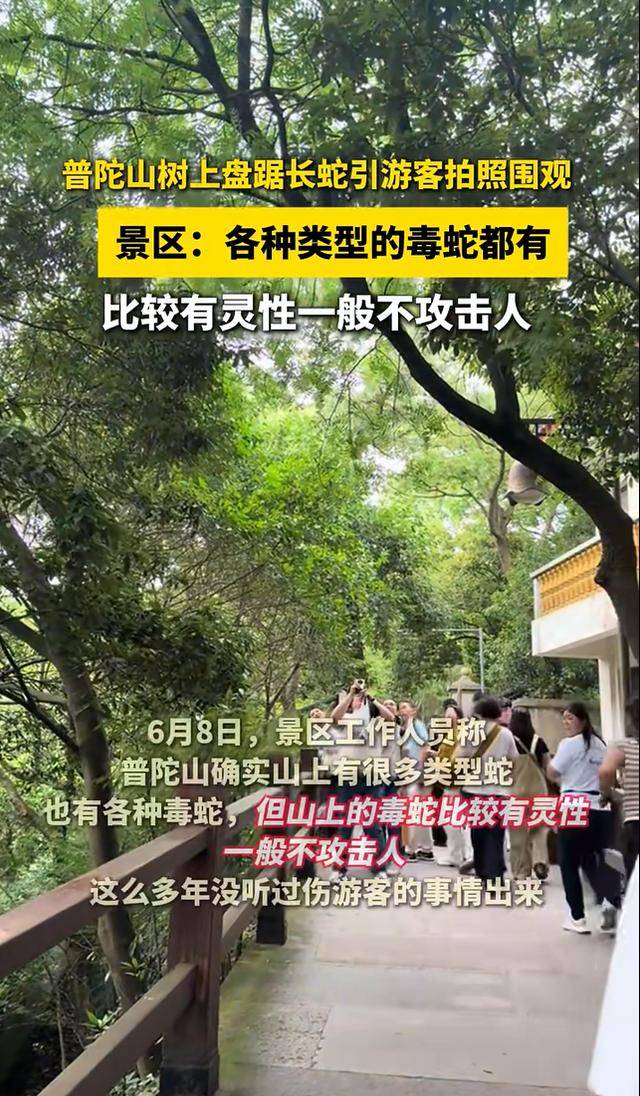 普陀山树上盘踞长蛇引游客拍照围观!景区:各种类型的毒蛇都有,一般不攻击人