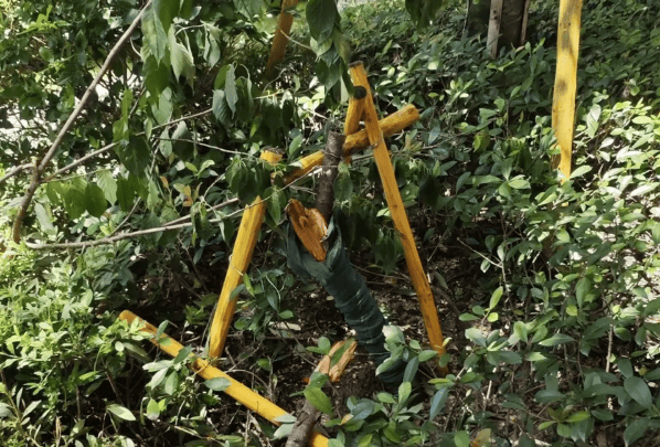 温州一7岁学生校外补习时14楼坠亡，官方回应：正协调处理后续工作