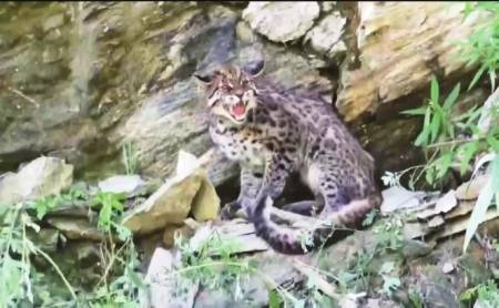 大熊猫国家公园平武片区巡护员拍到亚洲金猫