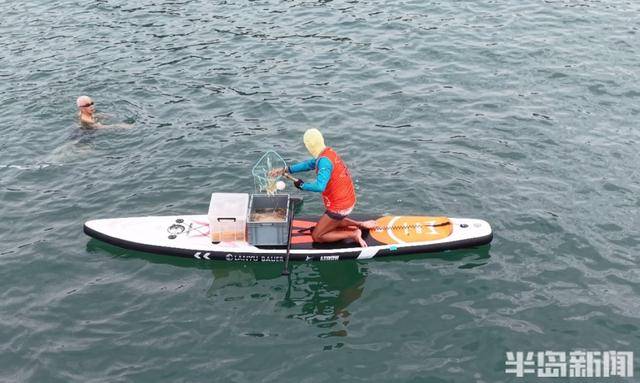 今年青岛海蜇有点多?有人一天捞上1000多斤,“最大海蜇王”超过300斤