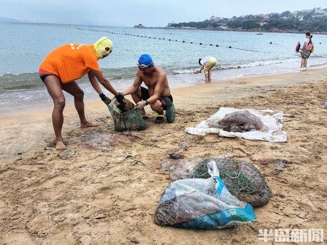 今年青岛海蜇有点多?有人一天捞上1000多斤,“最大海蜇王”超过300斤