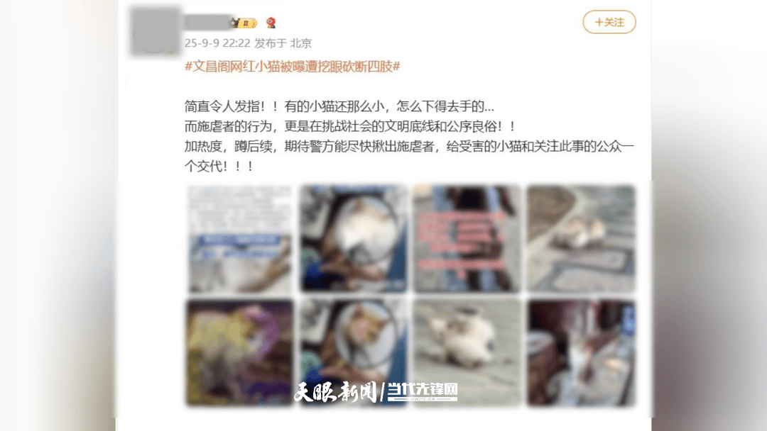 大反转！贵阳“挖眼虐猫”事件系AI编造