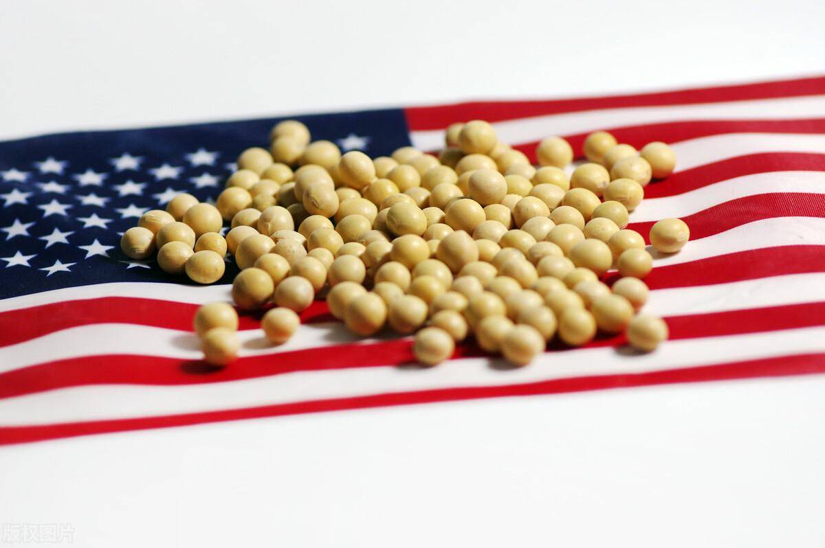 美国大豆堆积如山，特朗普请求采购，中方亮明条件，做不到就免谈
