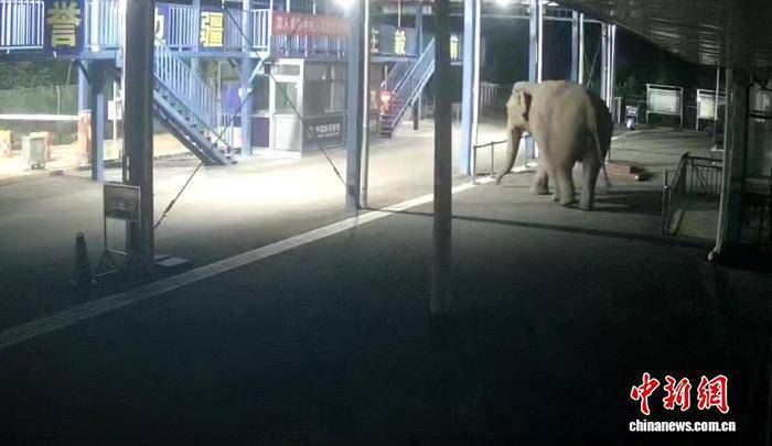 云南西双版纳：一亚洲象深夜经中老边境曼庄通道出境