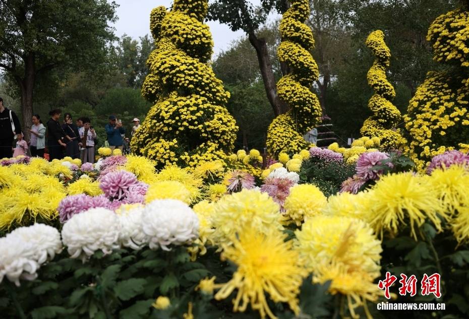 北京：游客漫步“菊海花田” 感受秋日盛景