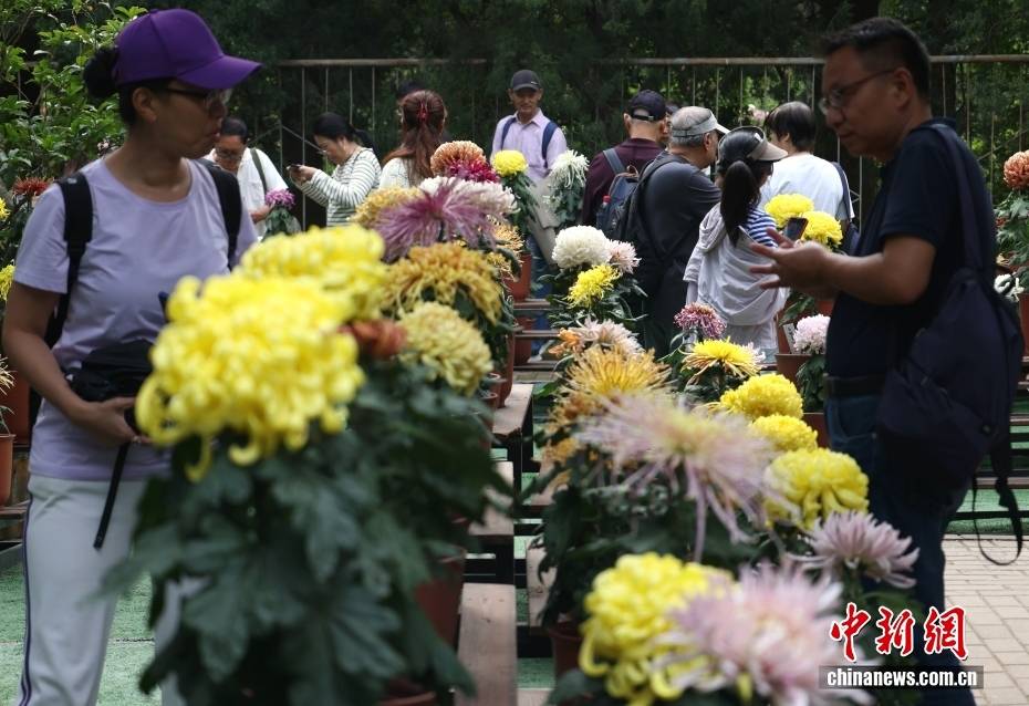 北京：游客漫步“菊海花田” 感受秋日盛景