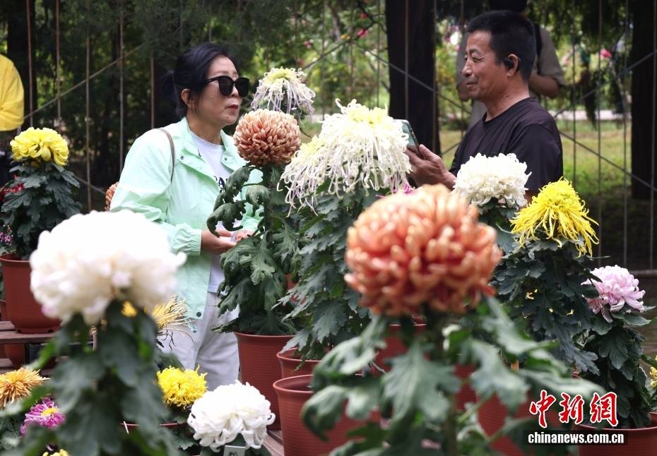 北京：游客漫步“菊海花田” 感受秋日盛景